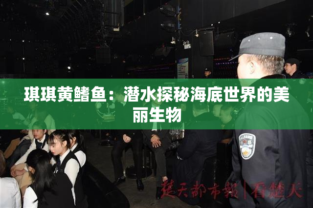 琪琪黄鳍鱼：潜水探秘海底世界的美丽生物