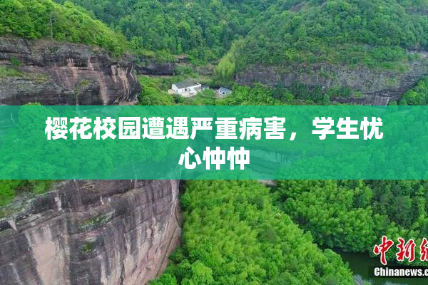 樱花校园遭遇严重病害，学生忧心忡忡