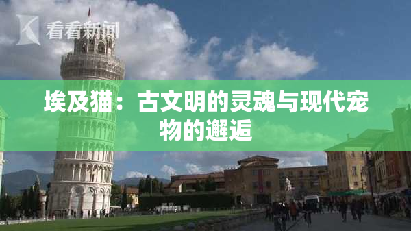 埃及猫：古文明的灵魂与现代宠物的邂逅