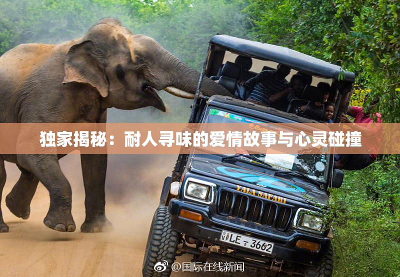 独家揭秘：耐人寻味的爱情故事与心灵碰撞