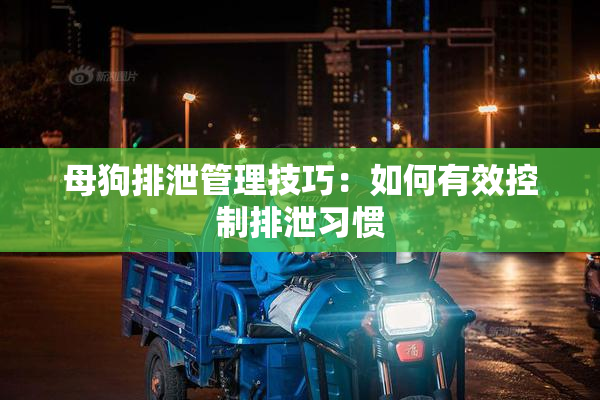 母狗排泄管理技巧：如何有效控制排泄习惯
