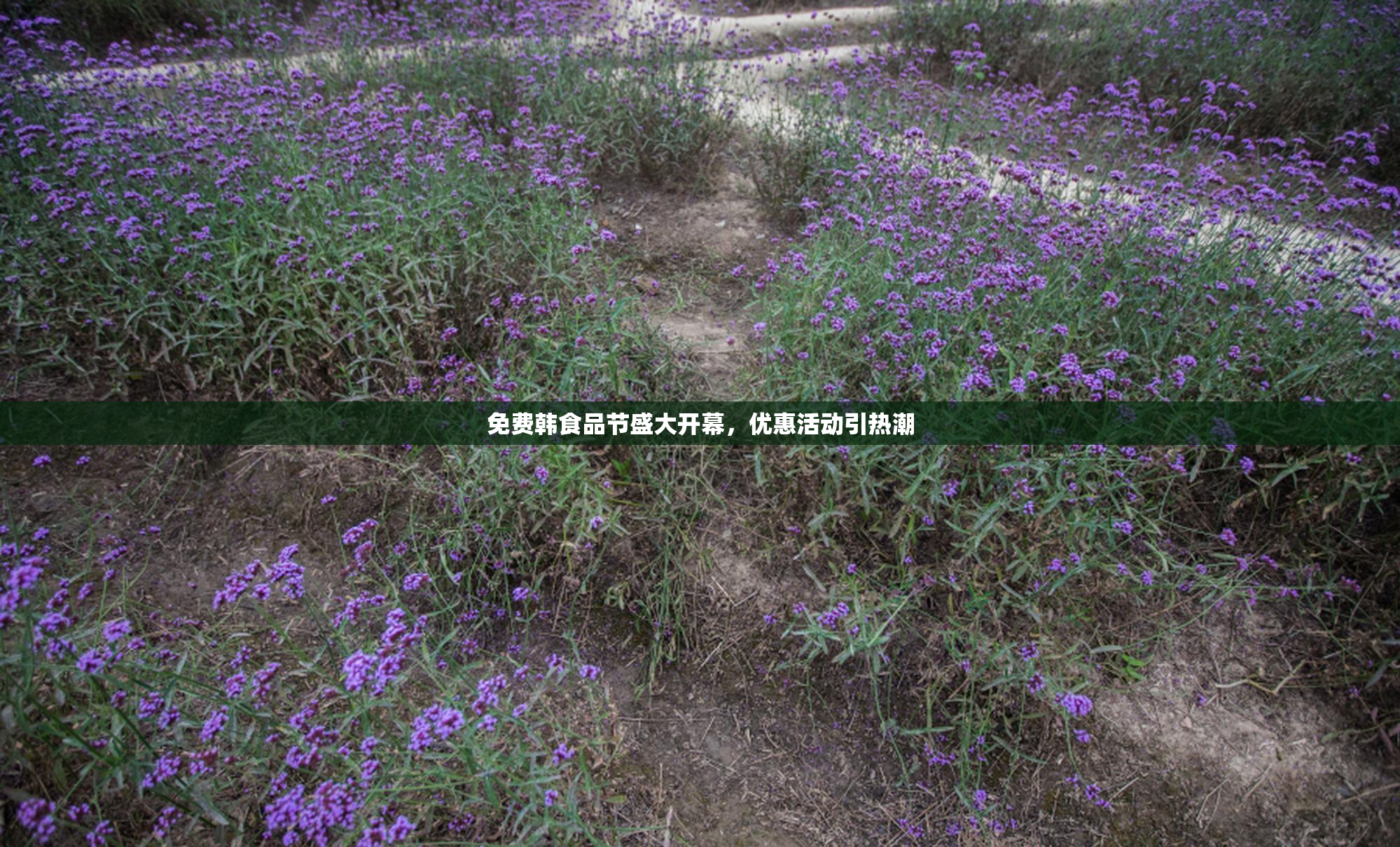 免费韩食品节盛大开幕，优惠活动引热潮