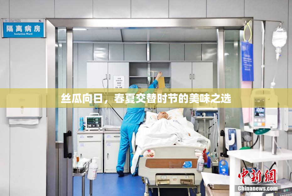 丝瓜向日，春夏交替时节的美味之选