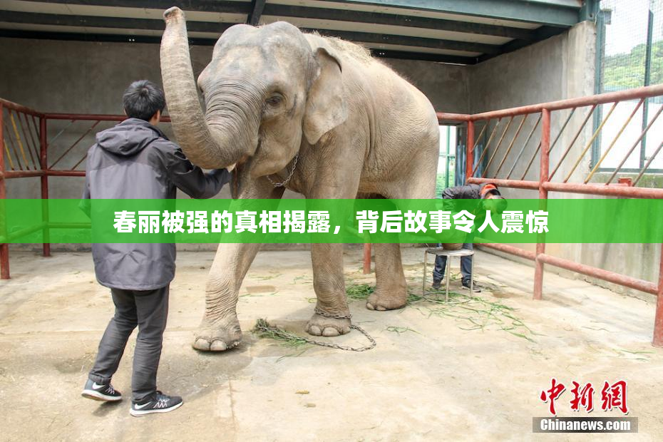 春丽被强的真相揭露，背后故事令人震惊
