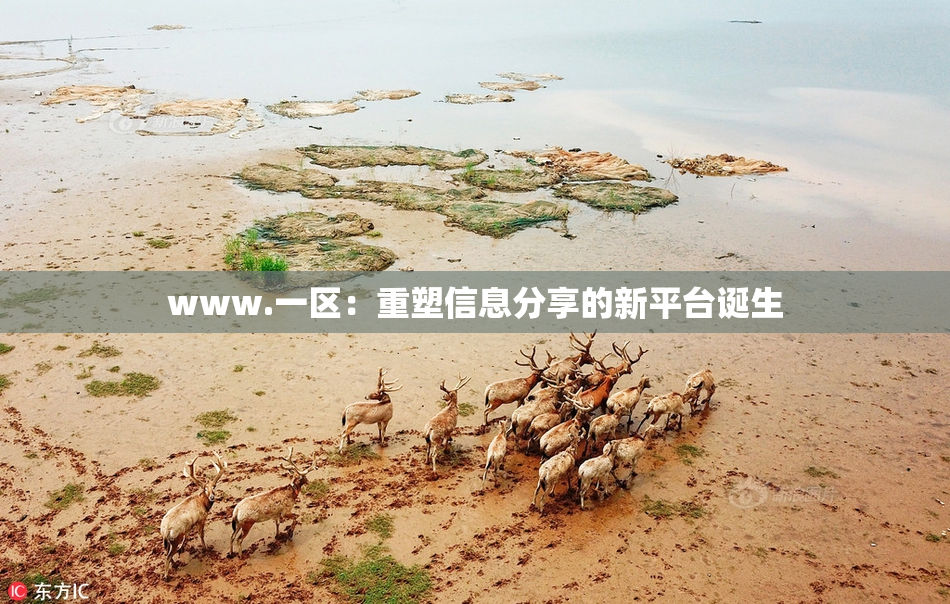 www.一区：重塑信息分享的新平台诞生
