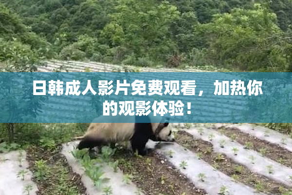 日韩成人影片免费观看，加热你的观影体验！
