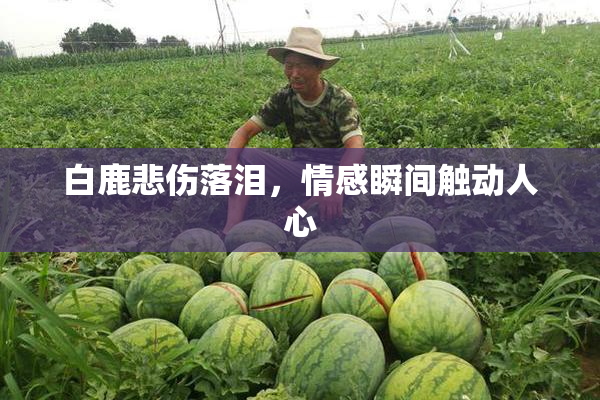 白鹿悲伤落泪，情感瞬间触动人心