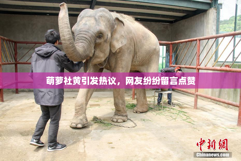萌萝社黄引发热议，网友纷纷留言点赞