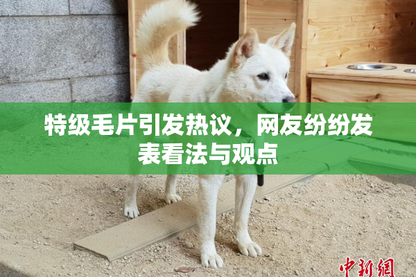 特级毛片引发热议，网友纷纷发表看法与观点