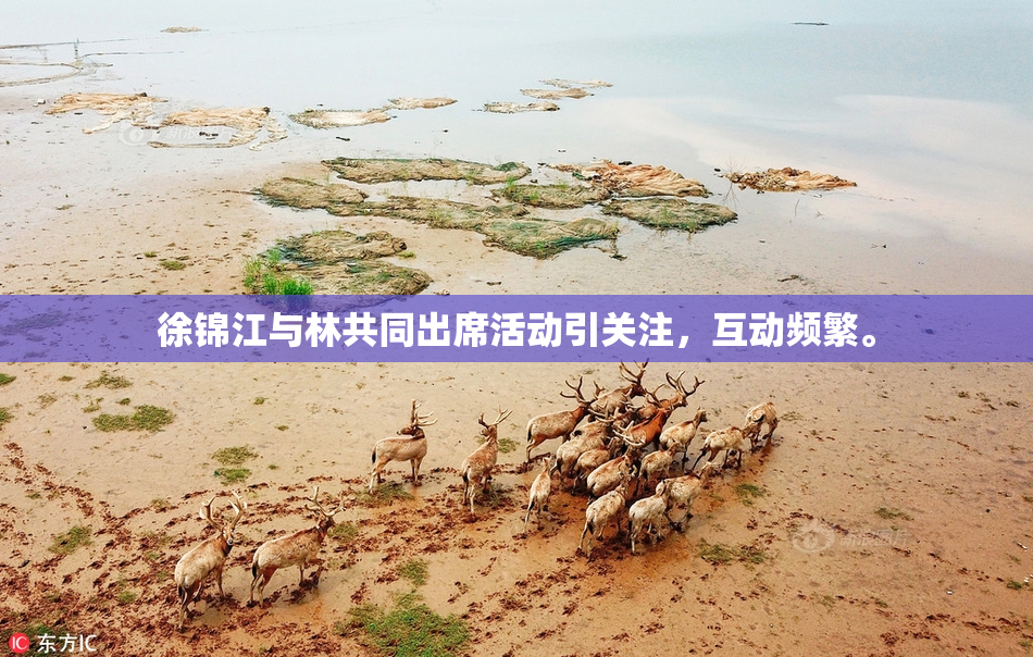 徐锦江与林共同出席活动引关注，互动频繁。