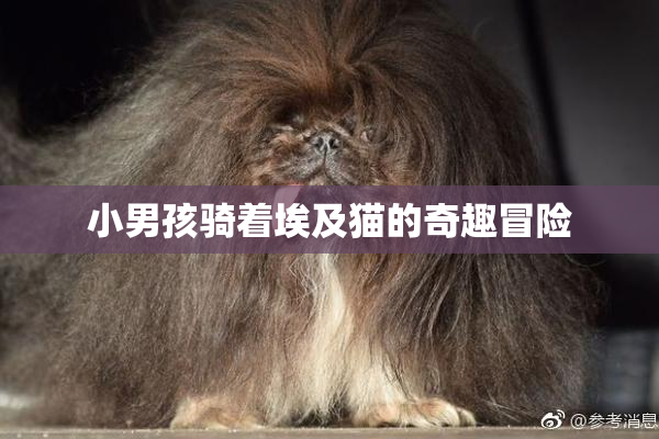 小男孩骑着埃及猫的奇趣冒险