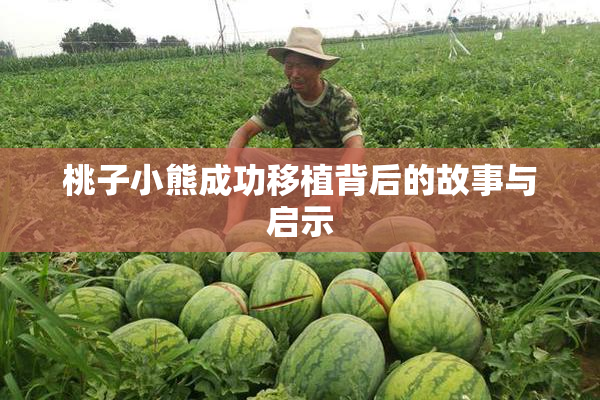 桃子小熊成功移植背后的故事与启示