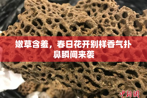 嫩草含羞，春日花开别样香气扑鼻瞬间来袭