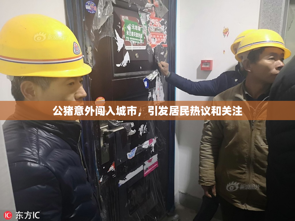 公猪意外闯入城市，引发居民热议和关注