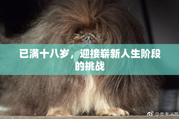 已满十八岁，迎接崭新人生阶段的挑战