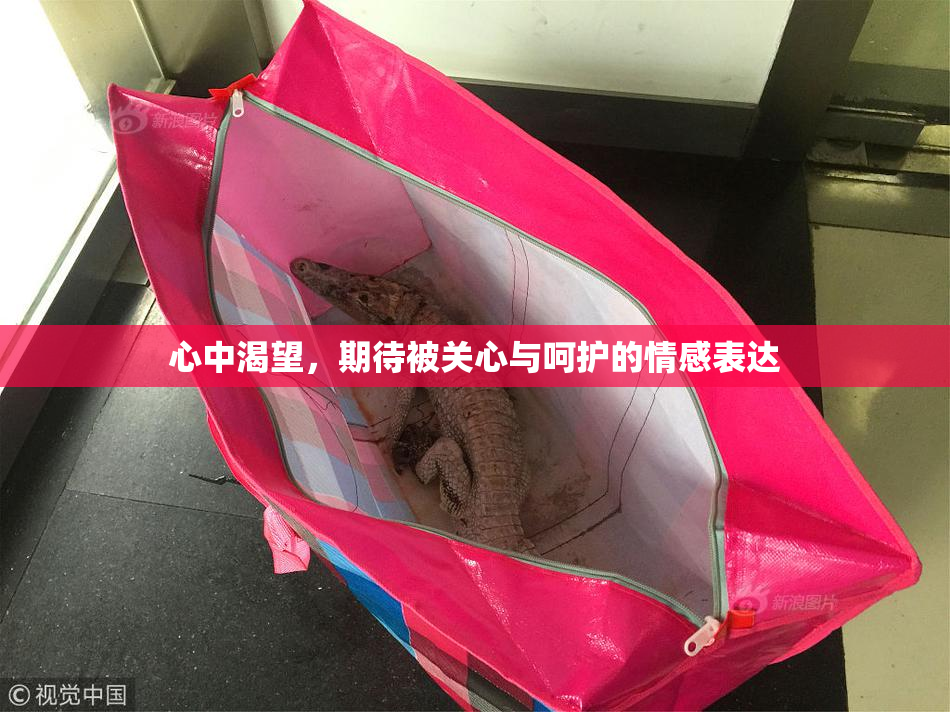 心中渴望，期待被关心与呵护的情感表达