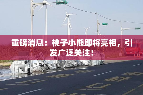 重磅消息：桃子小熊即将亮相，引发广泛关注！