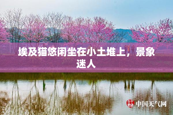 埃及猫悠闲坐在小土堆上，景象迷人