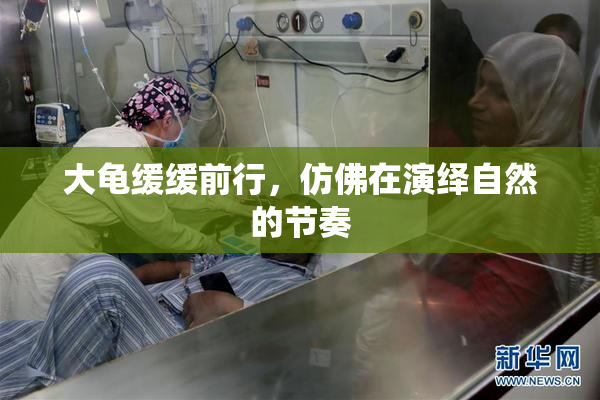 大龟缓缓前行，仿佛在演绎自然的节奏