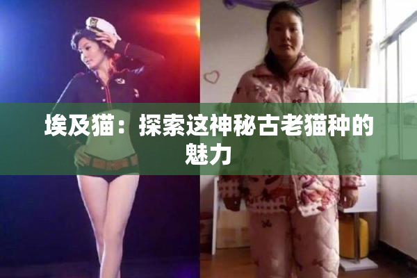埃及猫：探索这神秘古老猫种的魅力