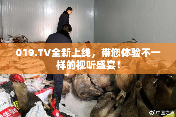 019.TV全新上线，带您体验不一样的视听盛宴！