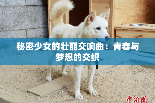 秘密少女的壮丽交响曲：青春与梦想的交织