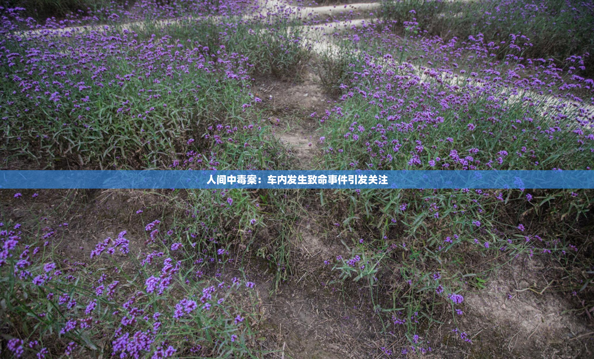人间中毒案：车内发生致命事件引发关注