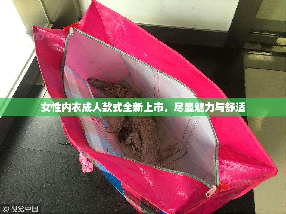 女性内衣成人款式全新上市，尽显魅力与舒适