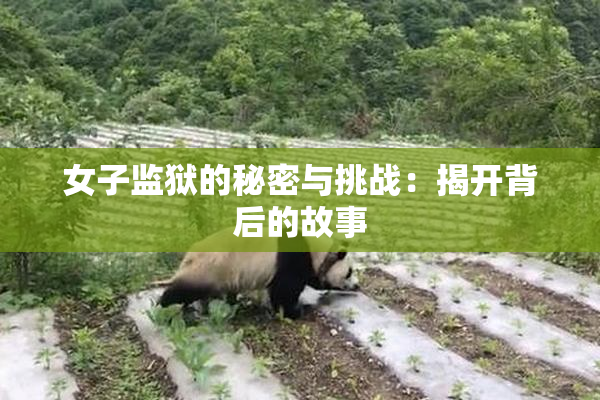 女子监狱的秘密与挑战：揭开背后的故事