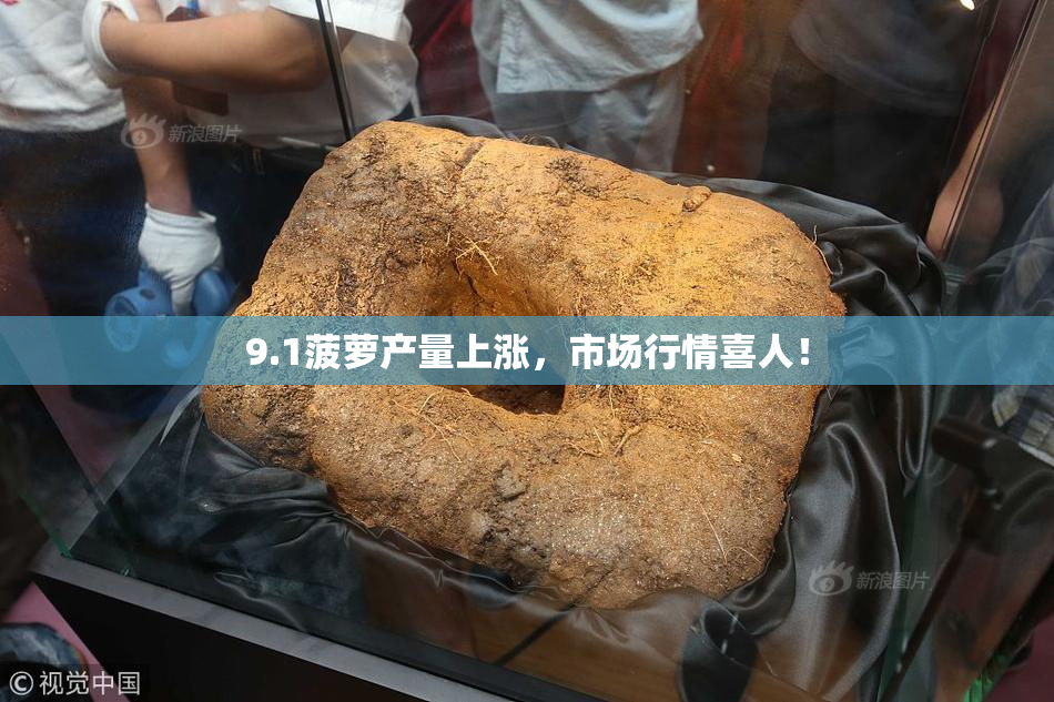 9.1菠萝产量上涨，市场行情喜人！