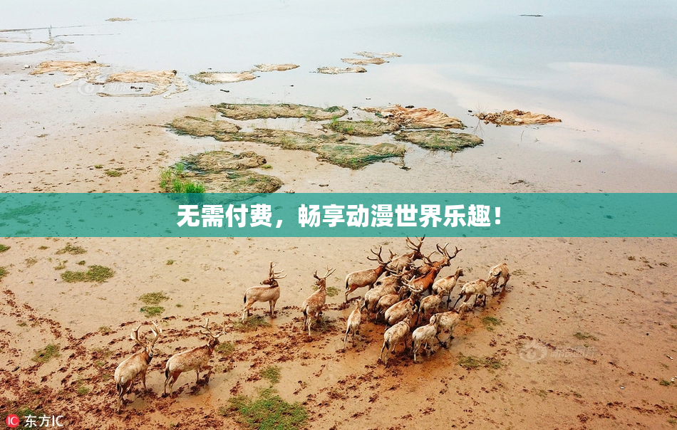 无需付费，畅享动漫世界乐趣！