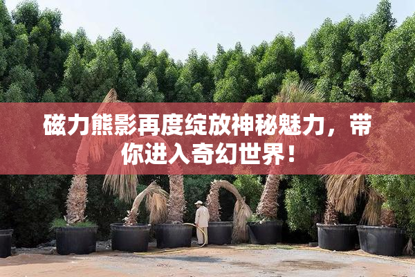 磁力熊影再度绽放神秘魅力，带你进入奇幻世界！