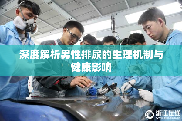 深度解析男性排尿的生理机制与健康影响