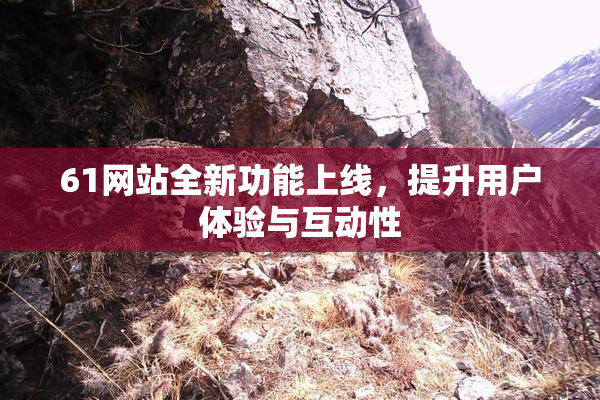 61网站全新功能上线，提升用户体验与互动性