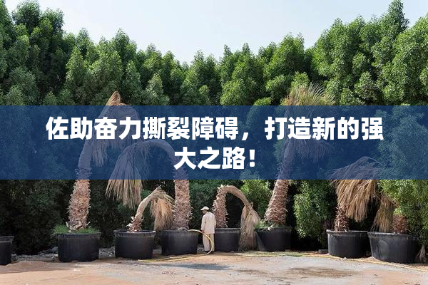佐助奋力撕裂障碍，打造新的强大之路！