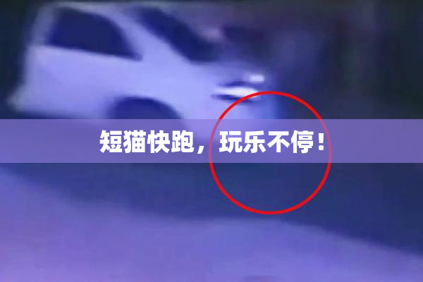 短猫快跑，玩乐不停！