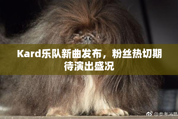 Kard乐队新曲发布，粉丝热切期待演出盛况