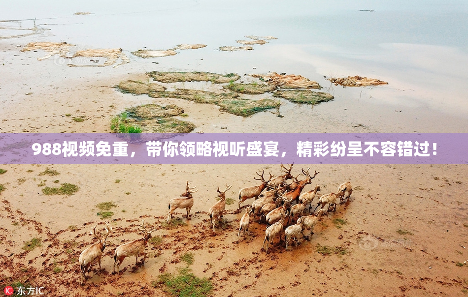 988视频免重，带你领略视听盛宴，精彩纷呈不容错过！