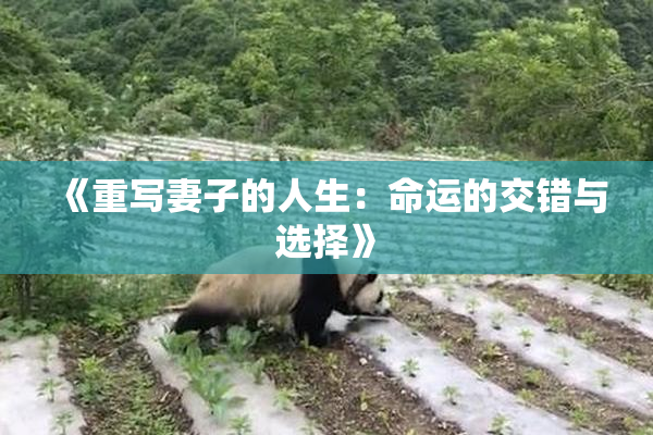 《重写妻子的人生：命运的交错与选择》