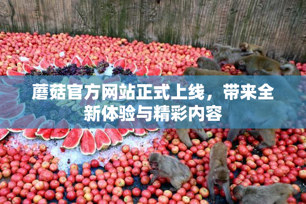蘑菇官方网站正式上线，带来全新体验与精彩内容