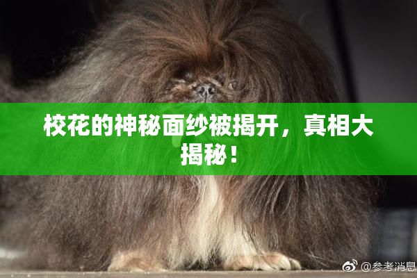 校花的神秘面纱被揭开，真相大揭秘！
