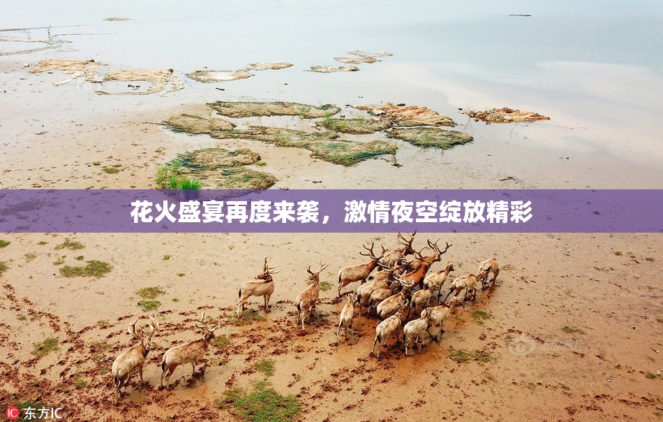 花火盛宴再度来袭，激情夜空绽放精彩