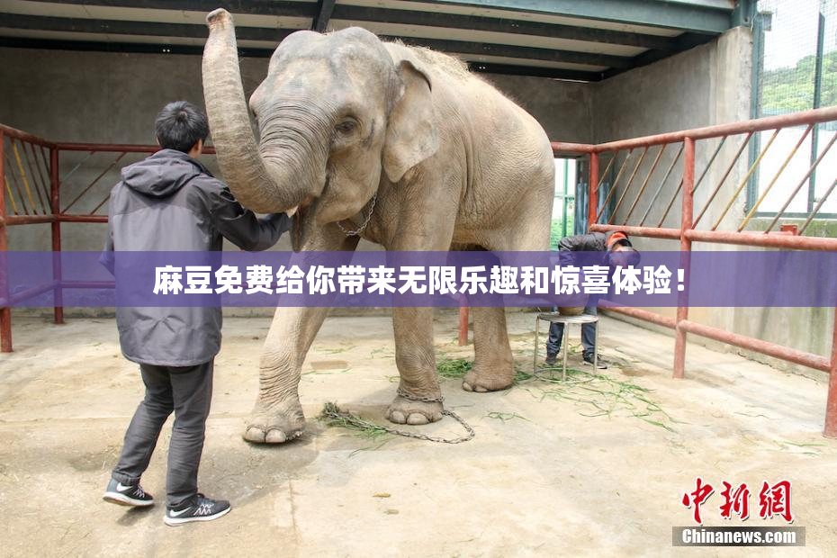 麻豆免费给你带来无限乐趣和惊喜体验！
