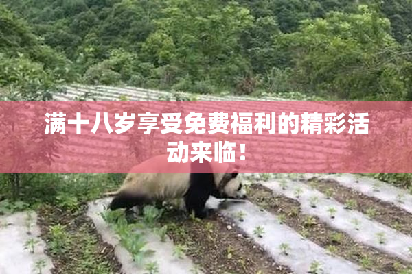 满十八岁享受免费福利的精彩活动来临！