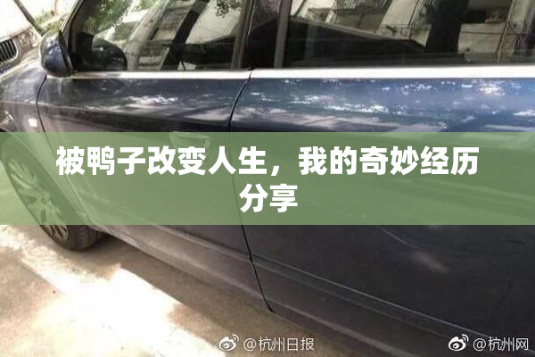 被鸭子改变人生，我的奇妙经历分享