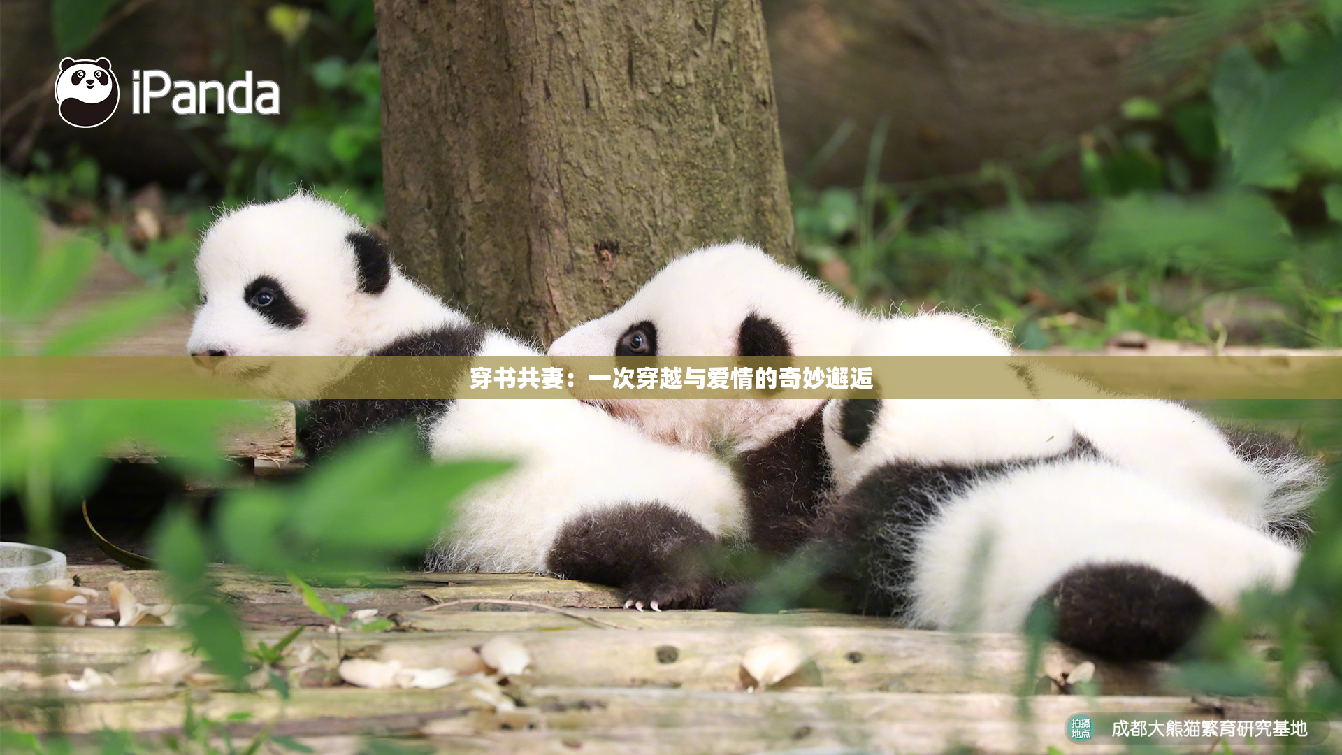 穿书共妻：一次穿越与爱情的奇妙邂逅