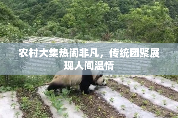 农村大集热闹非凡，传统团聚展现人间温情