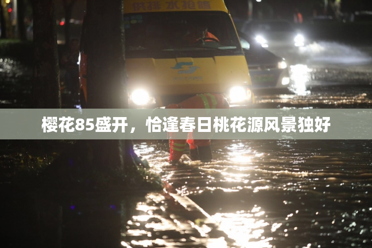 樱花85盛开，恰逢春日桃花源风景独好