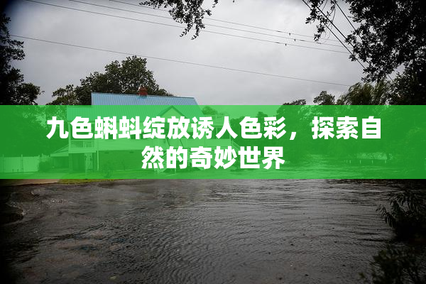 九色蝌蚪绽放诱人色彩，探索自然的奇妙世界