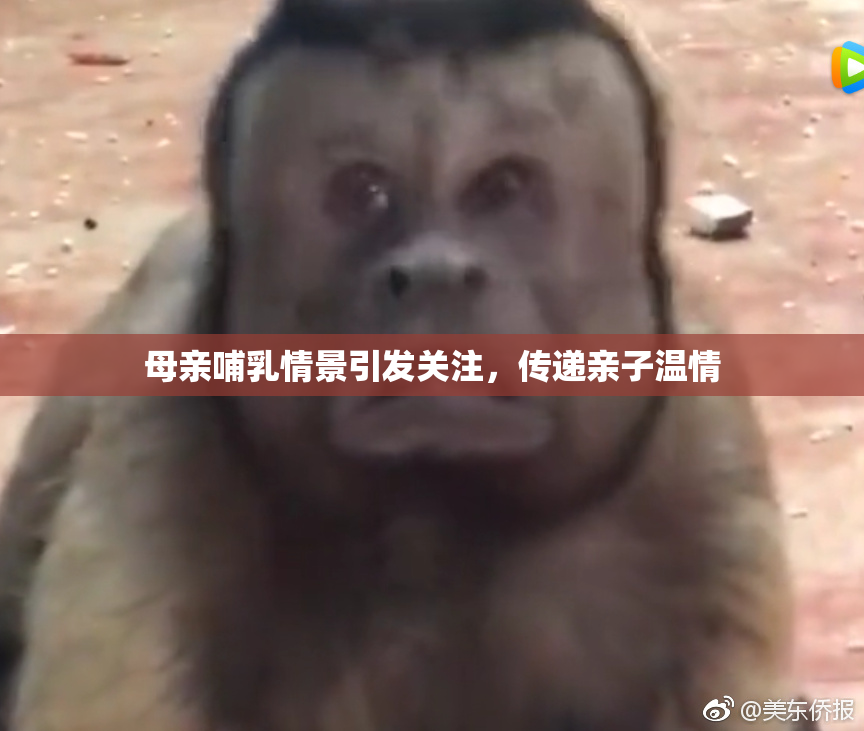 母亲哺乳情景引发关注，传递亲子温情